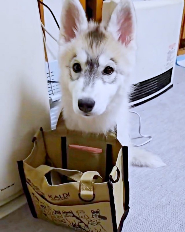 バッグにお顔を突っ込んでいるところを飼い主さんに見つかった六花ちゃん（画像提供：sakuraさん）