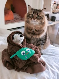 「毎日一緒にいるイヌのぬいぐるみ（イヌくん）と」（提供：ヤマネコさん）