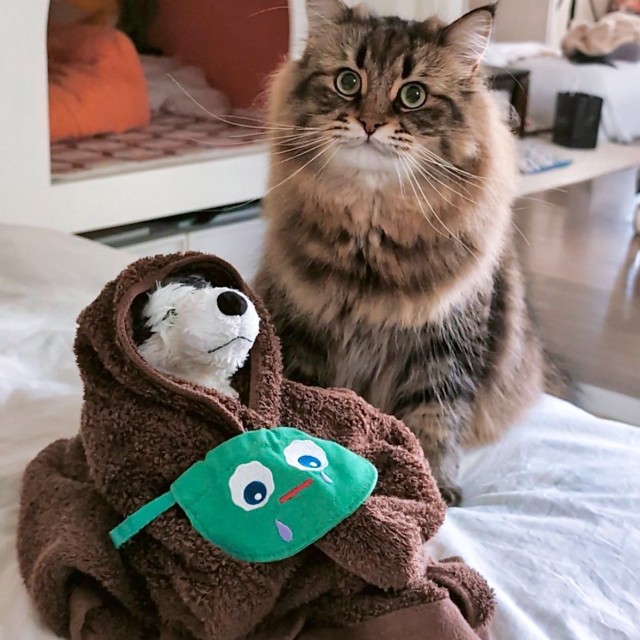 「毎日一緒にいるイヌのぬいぐるみ（イヌくん）と」（提供：ヤマネコさん）