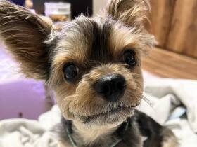 僕、元気いっぱいだよ　遊んだあとのおやつを待つヨークシャーテリア「ちょこ」