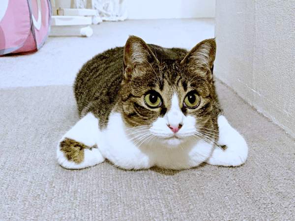 今にも飛びそう！ 香箱亜種ポーズでくつろぐクロエちゃん（画像提供：真顔のクロエさん）