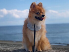 ペットショップで購入され数日で手放されたポメラニアン　第二の人生でリーダーに