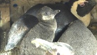 四国水族館でケープペンギンの赤ちゃん誕生　提供：四国水族館