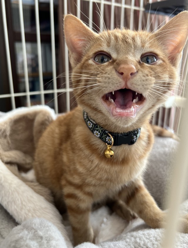 みなさん、応援ありがとう！ボク、元気だよ！