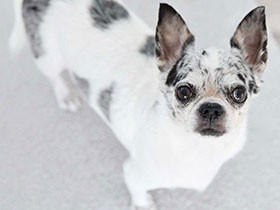 おやつが欲しいな…じっと見つめておねだり　チワワの「りく」