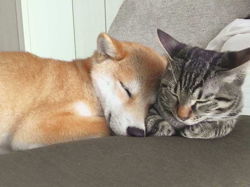 ほっこり…　（ぴあ提供）