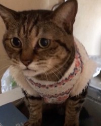 お留守番前、「行かないで」とアピール