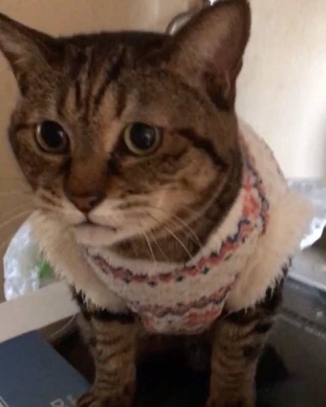 お留守番前、「行かないで」とアピール