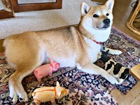 ぬいぐるみに囲まれてくつろぐ桃ちゃん（画像提供：2代目マサイノセンシ1026（Ver1.25）さん）