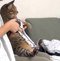 畳めてますか？（なみおさん提供、Xよりキャプチャ撮影）