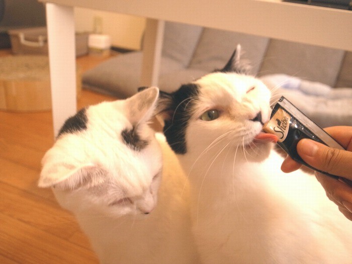 大好きなおやつを食べてご機嫌さん（右がナヴィちゃん）