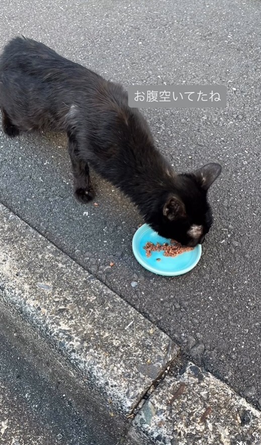 ガリガリにやせていたいとちゃん。とても怖いはずなのに食べ物が欲しくて近寄ってきたという（アクノアさん提供、Instagramよりキャプチャ撮影）