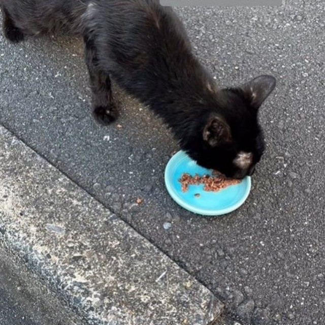ガリガリにやせていたいとちゃん。とても怖いはずなのに食べ物が欲しくて近寄ってきたという（アクノアさん提供、Instagramよりキャプチャ撮影）