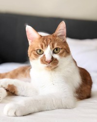 誰がジャイアンだって？