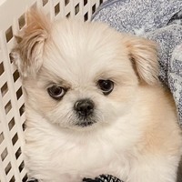 洗濯カゴのなかで“ワル顔”になるみかんちゃん（画像提供：みかん日記（犬）さん）