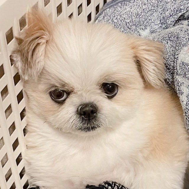 洗濯カゴのなかで“ワル顔”になるみかんちゃん（画像提供：みかん日記（犬）さん）