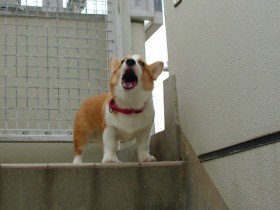 犬の吠え対策　犬と飼い主、隣人がハッピーになるために