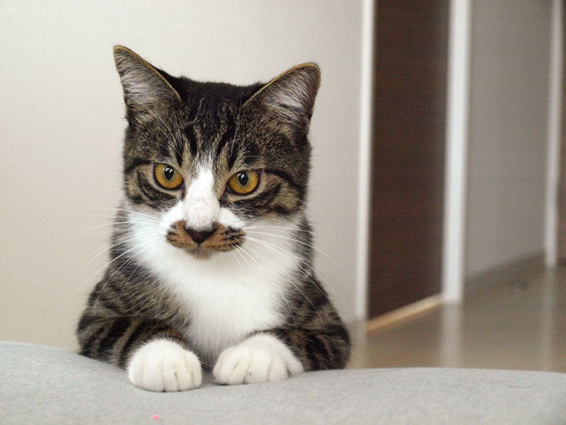 オンライン譲渡会でひとめぼれした、泥棒ヒゲの猫「レイ
