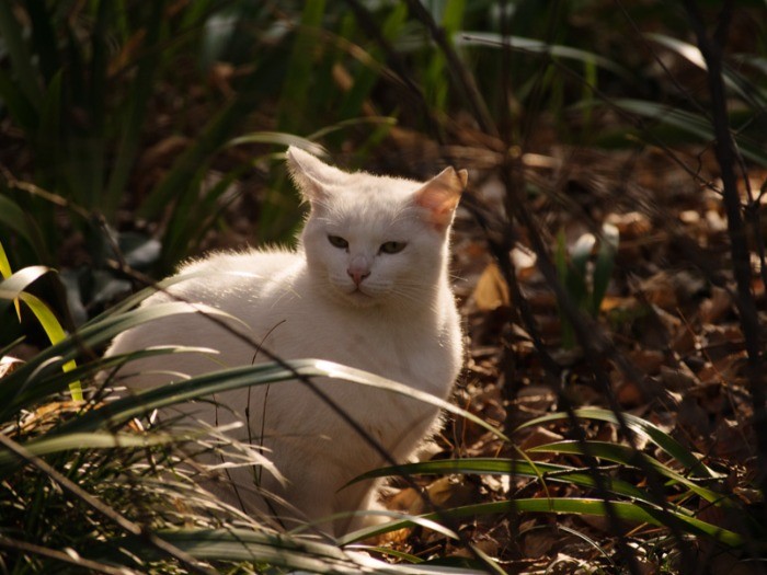 植物園で見かけた白猫（小林写函撮影）
