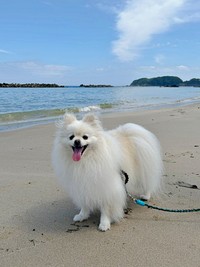 海辺でにっこり笑顔！ 楽しそうなししまるくん（画像提供：ポメラニアン ししまる らんまるさん）