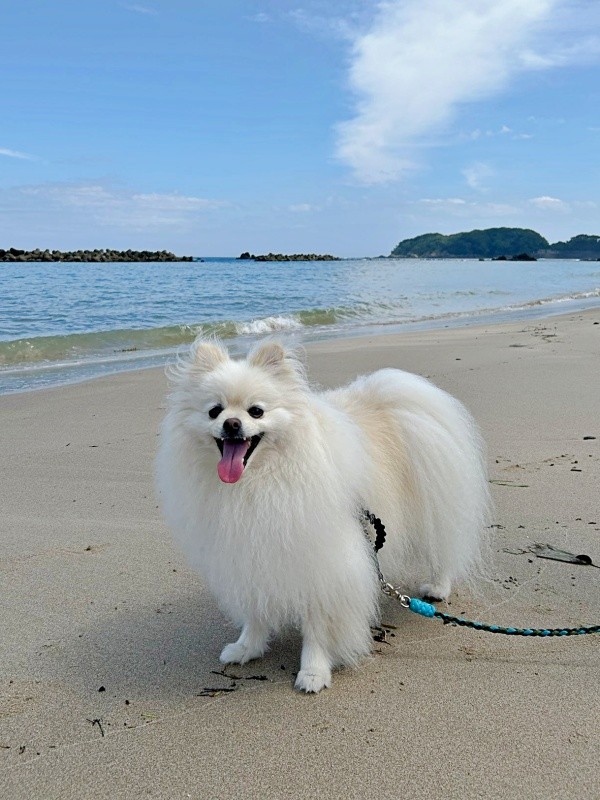 海辺でにっこり笑顔！ 楽しそうなししまるくん（画像提供：ポメラニアン ししまる らんまるさん）