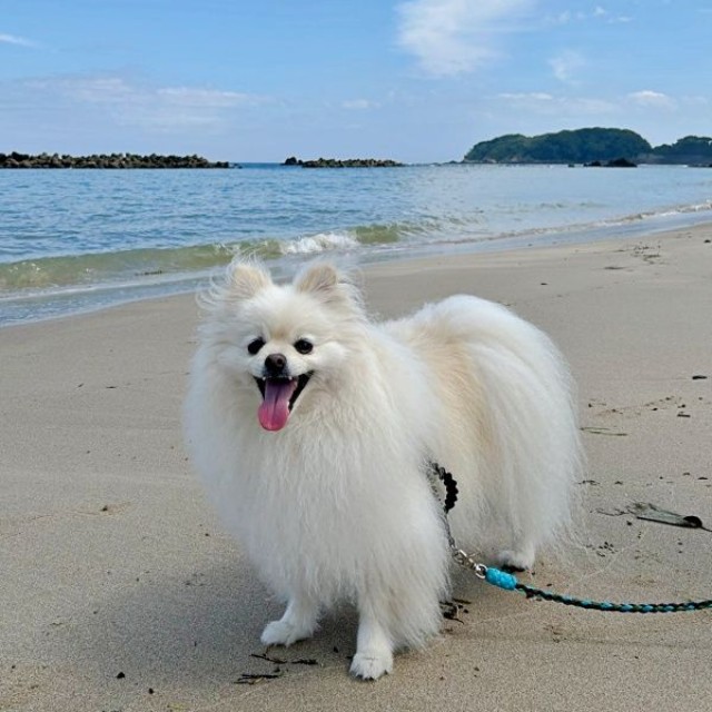 海辺でにっこり笑顔！ 楽しそうなししまるくん（画像提供：ポメラニアン ししまる らんまるさん）
