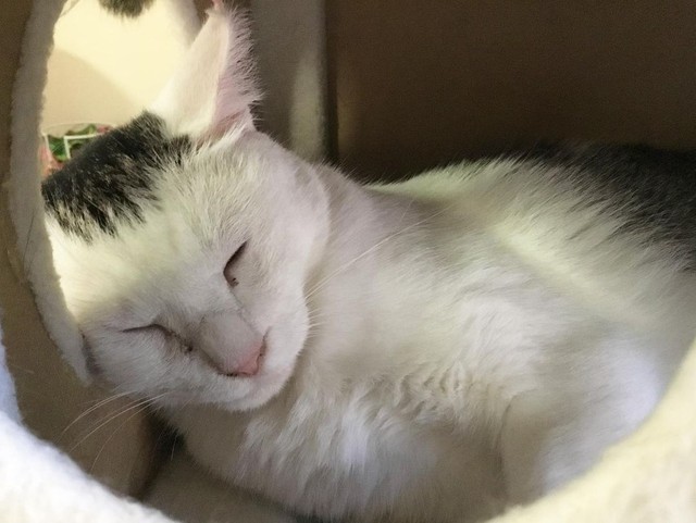 安心して眠る姿に癒される