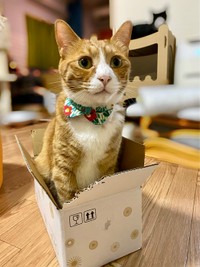 こちらは箱入りしのぶくん（提供：さんぬこさん）