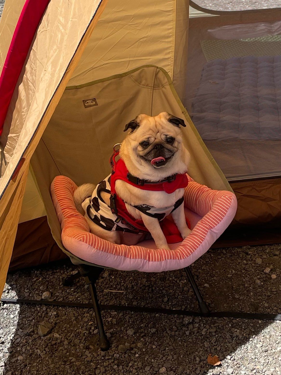キャンプで喜んでた犬が見せた2つの顔
