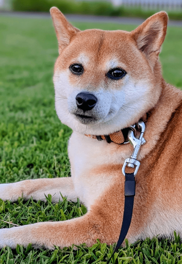 散歩中、まったりくつろぐすずちゃん（画像提供：入間川いぬ散歩会さん）