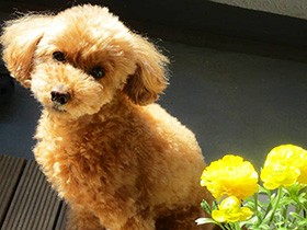 そのおやつ早く！トイプー「むぎ」　カメラ目線成功