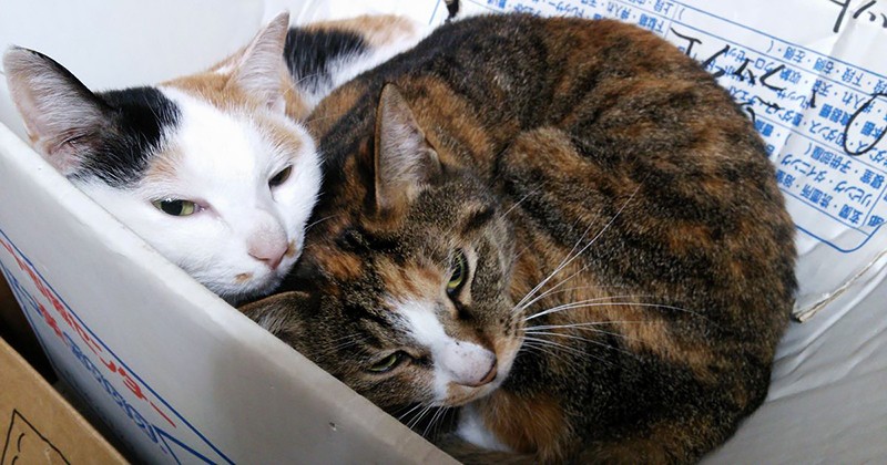 ボビ（左）とサビ