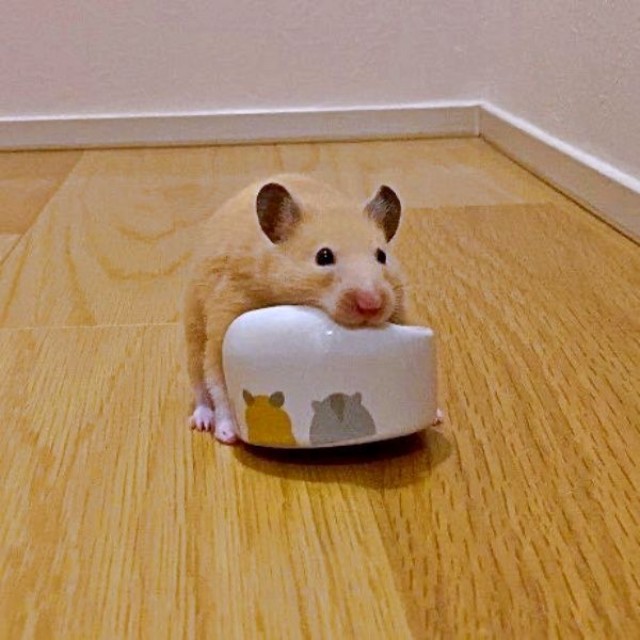 お皿を持ち上げる数秒前のムギちゃん（画像提供：うまハムさん）