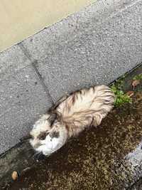 雨の溝でうずくまっていた“毛玉”を保護（宮尾さん提供）
