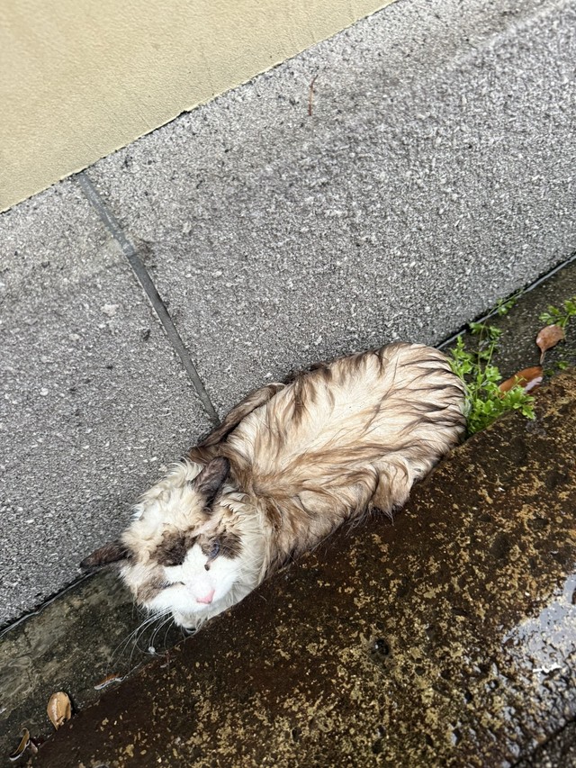 雨の溝でうずくまっていた“毛玉”を保護（宮尾さん提供）