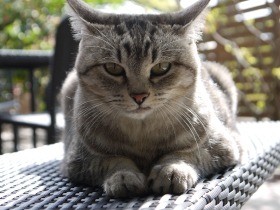 カラスにつつかれ、血だらけだった猫　老舗旅館の看板猫に