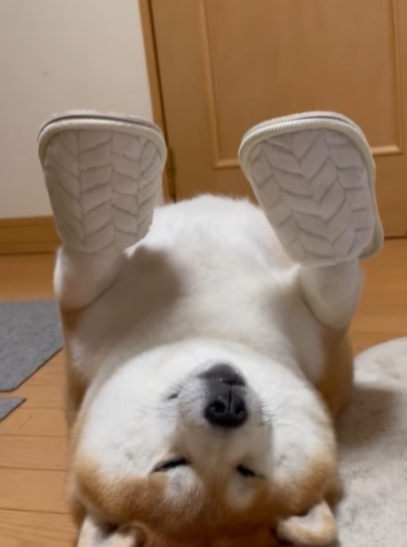 スリッパを履かせられてもビクともしません・・・（shibaochatarouさん提供、動画をキャプチャ撮影）