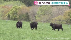 鳴子牧場で今シーズンの牛の放牧始まる　宮城・大崎市