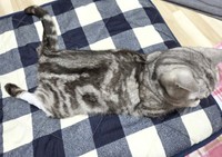 突然の両後ろ足のまひを見て、飼い主さんはパニックになった