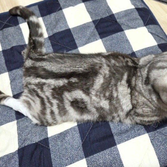 突然の両後ろ足のまひを見て、飼い主さんはパニックになった