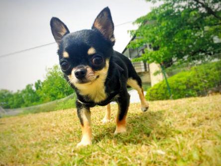 ペットを買ったら病気だった！　店の診断書「異常なし」の例も