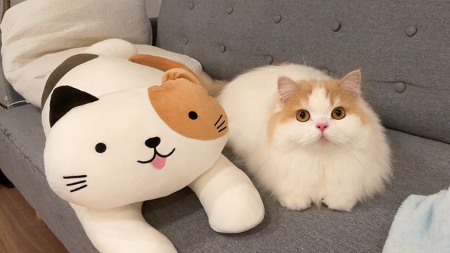 ニャン太くんやゴン太くんを本物の猫だと思っている？（提供写真）