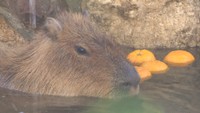 あったかいゆず湯につかるカピバラ