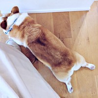 足元は定番スポット！ ペタンと寝そべるニコくん（画像提供：くぅこ@コーギーのいる暮らしさん）