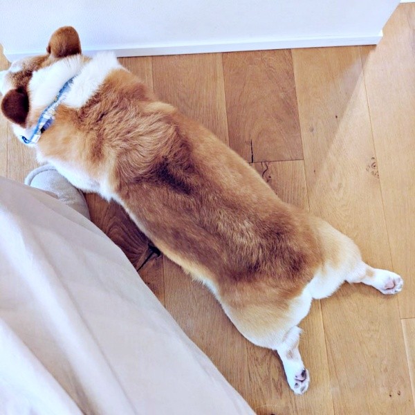 足元は定番スポット！ ペタンと寝そべるニコくん（画像提供：くぅこ@コーギーのいる暮らしさん）