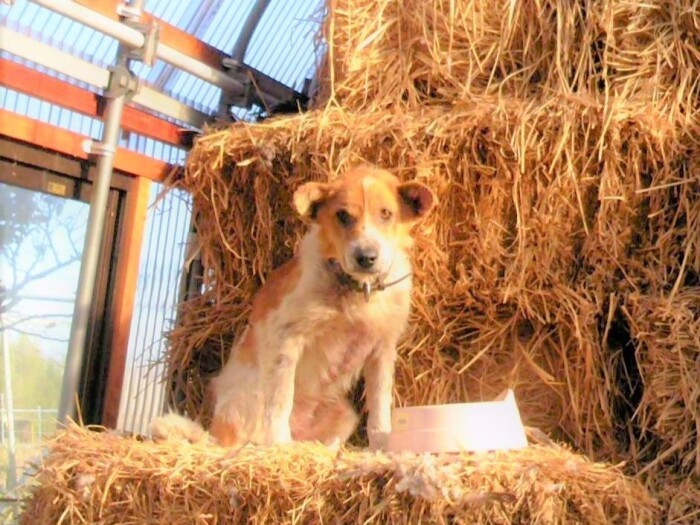 東日本大震災から約1年半後の2012年11月21日に、警戒区域の大熊町で保護された「ゆうくん」。よく生き延びた