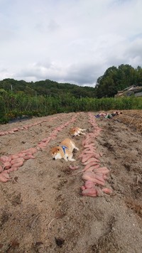 畑で寝そべる柴犬の姿がほほ笑ましい…（@farm_docan）提供