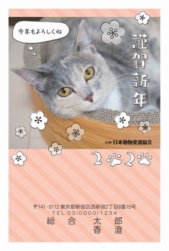 はっぴーの姉妹猫あいちゃん（ソフィ）のデザイン