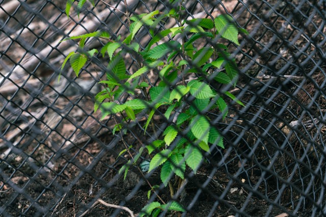 こうやって柵を張らないとすぐに鹿の餌食になってしまう（田畑直さん提供）