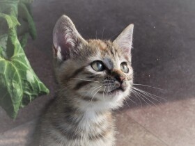 骨折して雨の車道にいた子猫　「新しい日常」を生きる相棒になる
